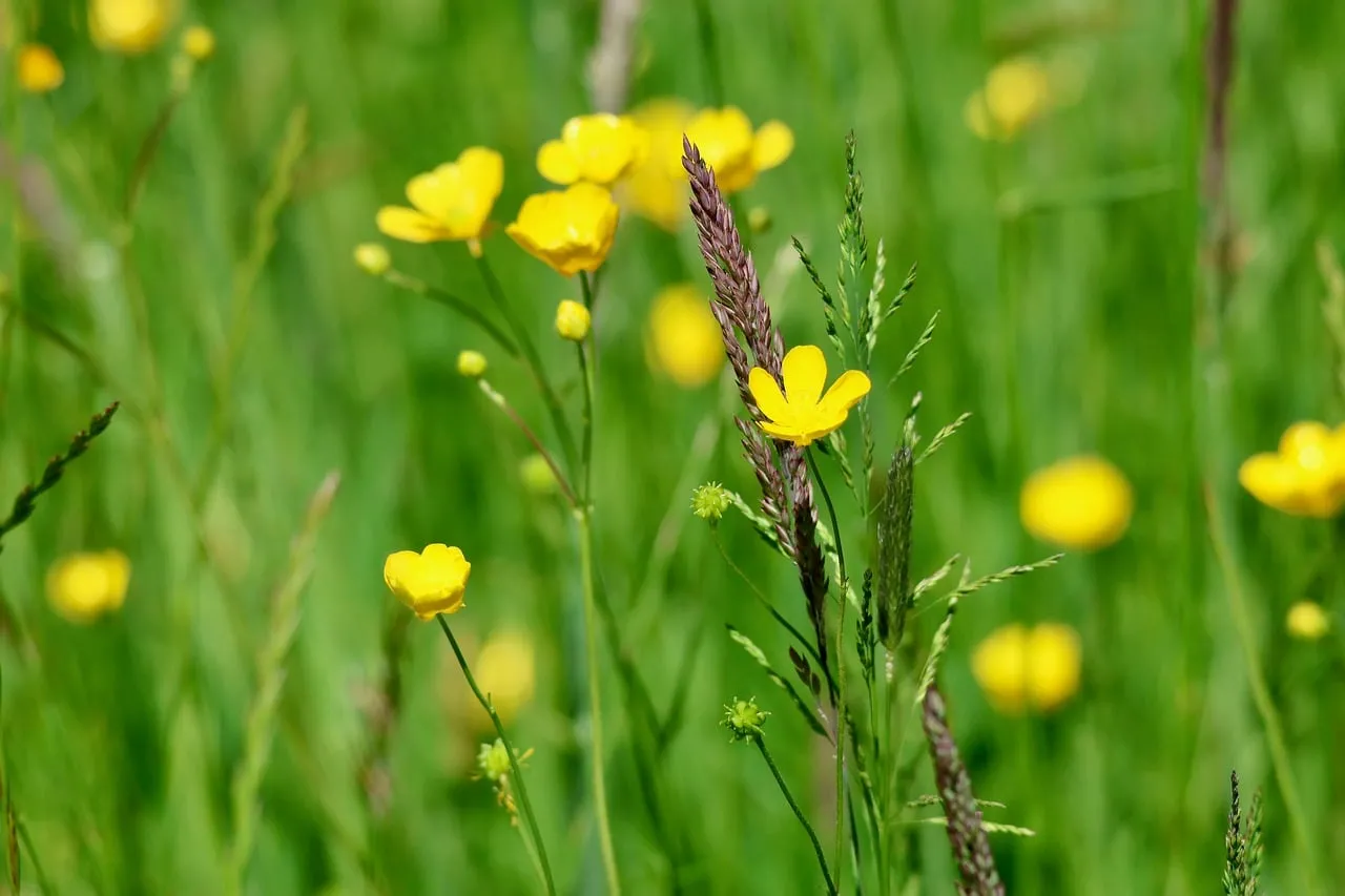 Vibrant Yellow Buttercups Dancing in a Lush Green Meadow