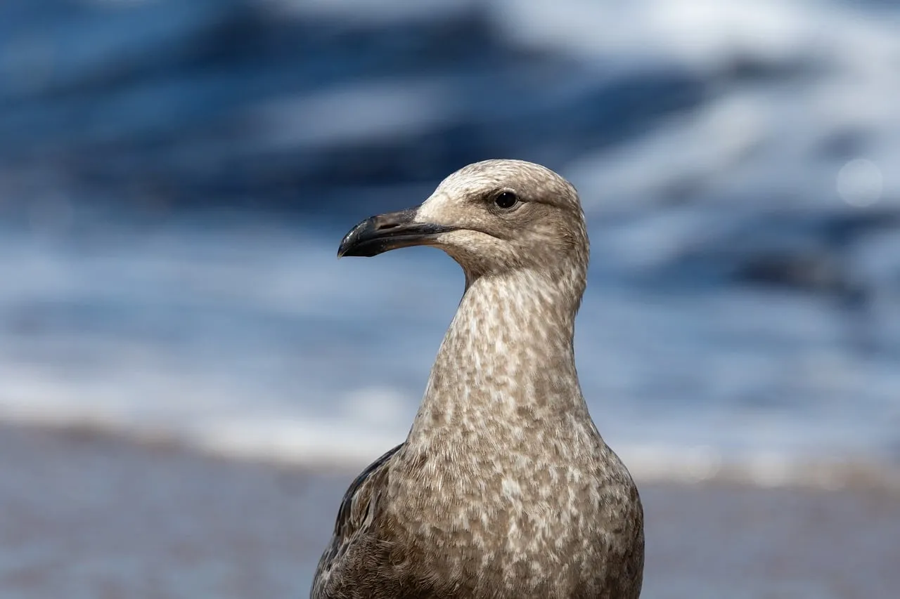 Serene Coastal Guardian: Juvenile Seagull Portrait