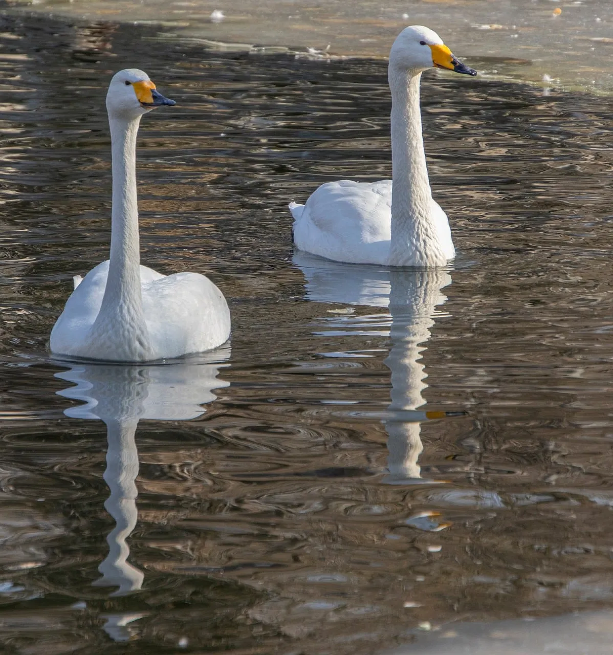 Graceful Winter Serenity: Pair of Swans on Icy Water
