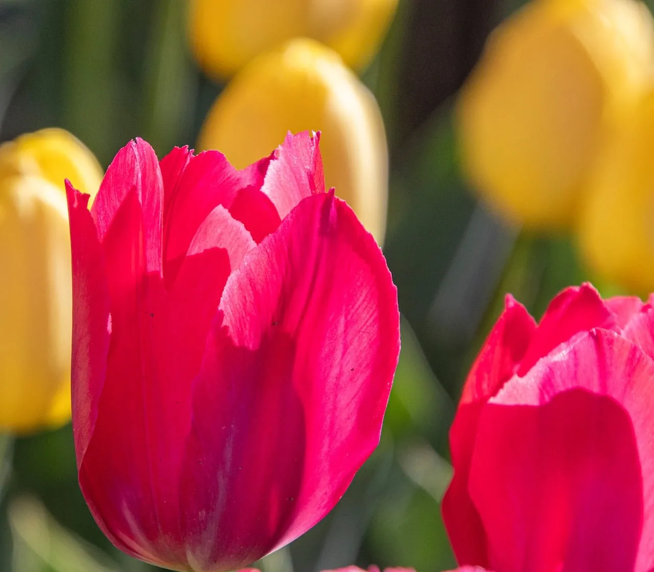 Vibrant Pink Tulips Bursting in Spring Garden