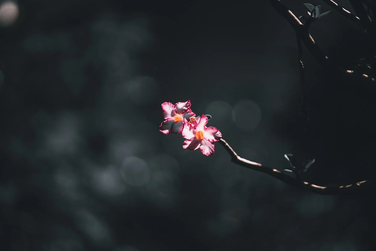 Enchanting Desert Rose: A Blossoming Sunset Dream