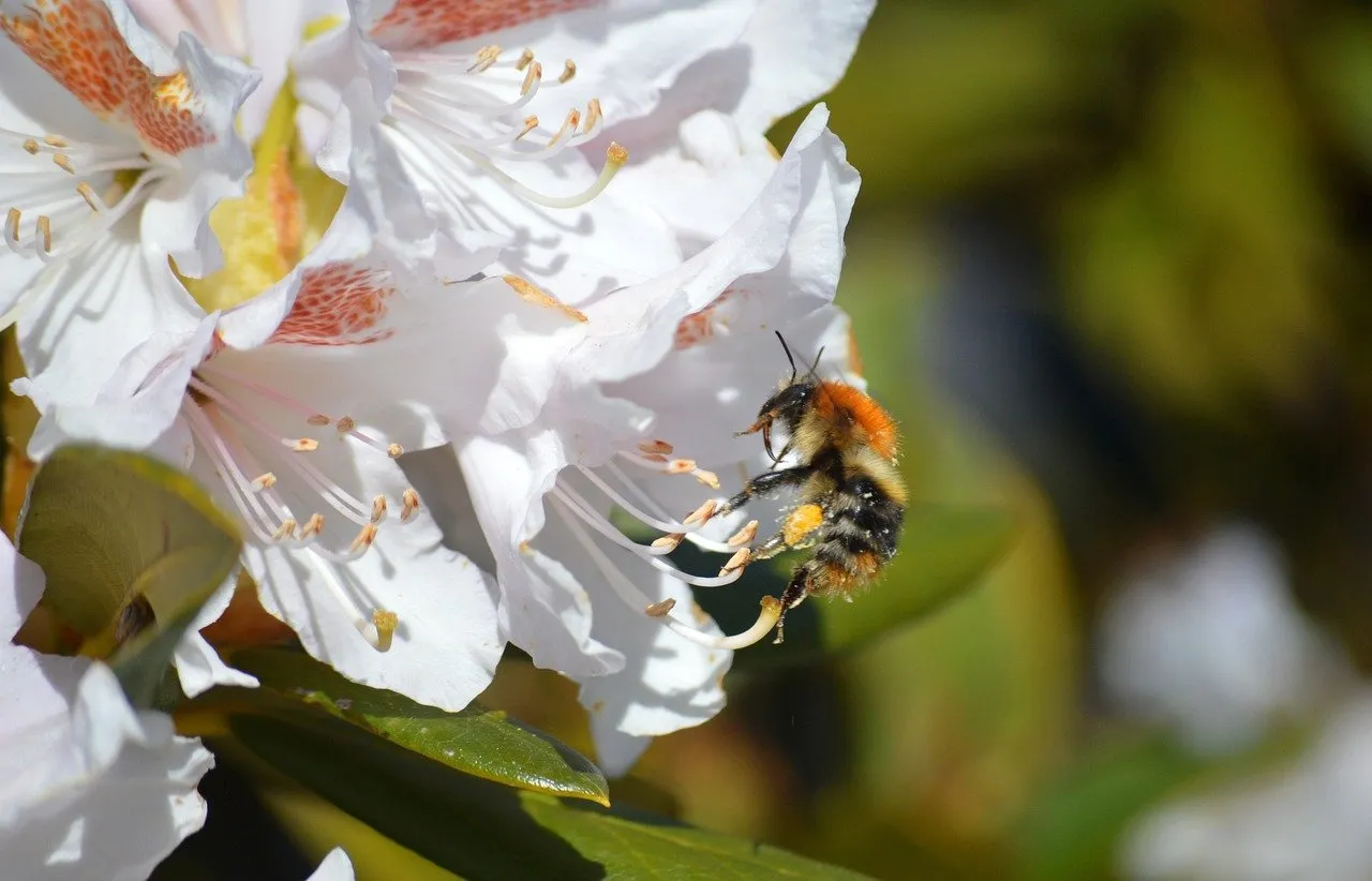 Vibrant Macro: Bumblebee Foraging on Rhododendron Blossom