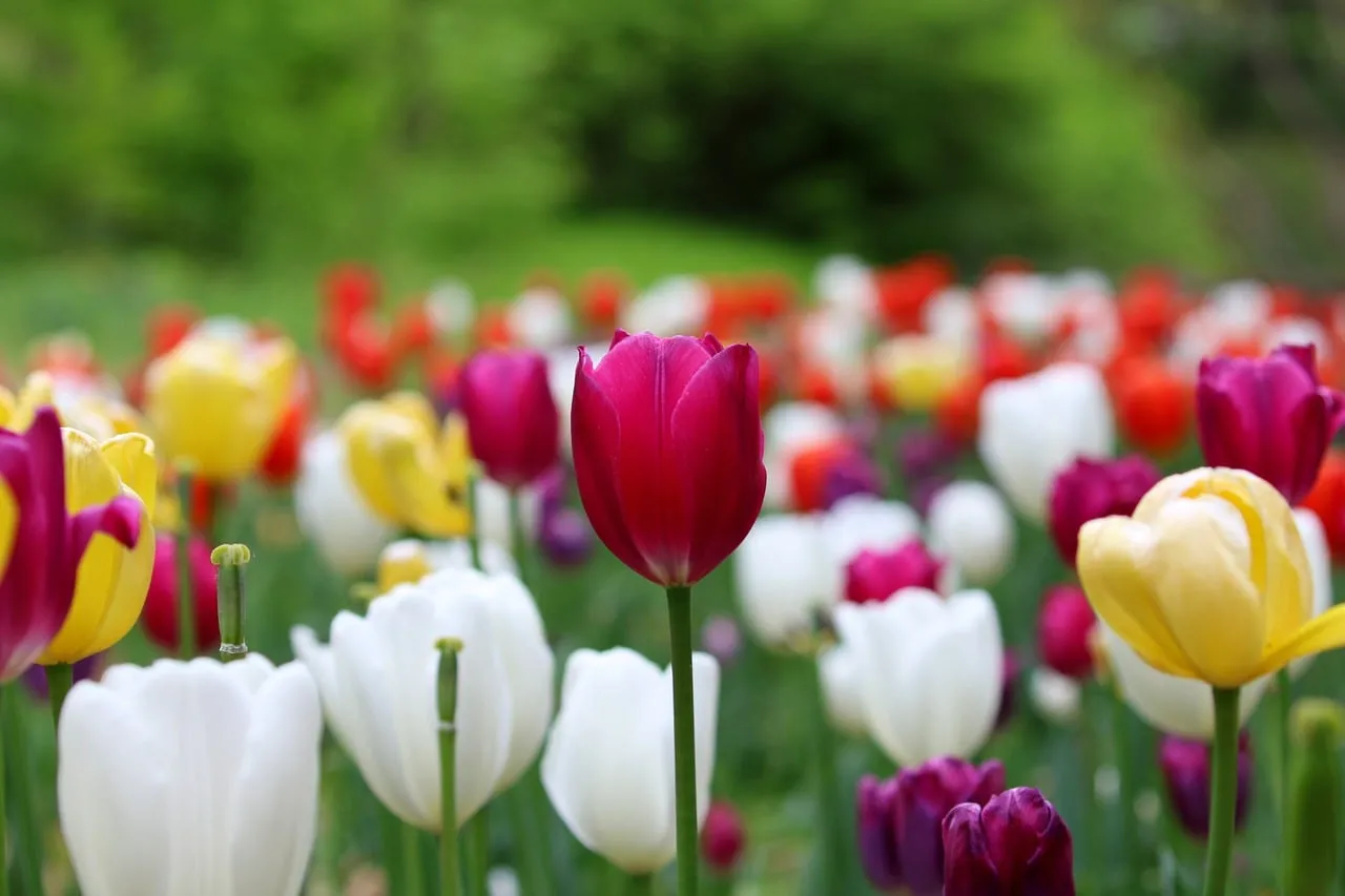 Vibrant Spring: A Dazzling Display of Colorful Garden Tulips