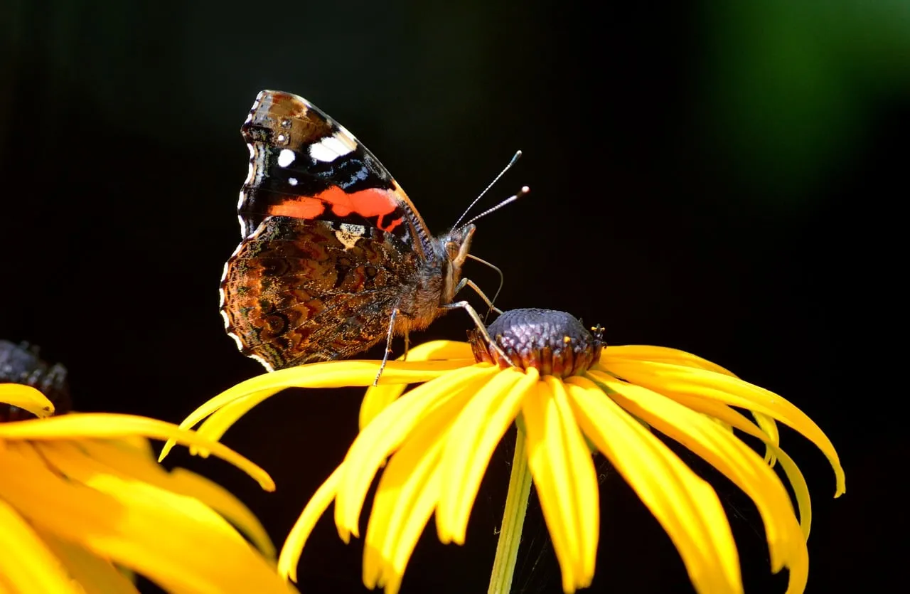 Vibrant Admiral Butterfly Foraging on a Golden Coneflower