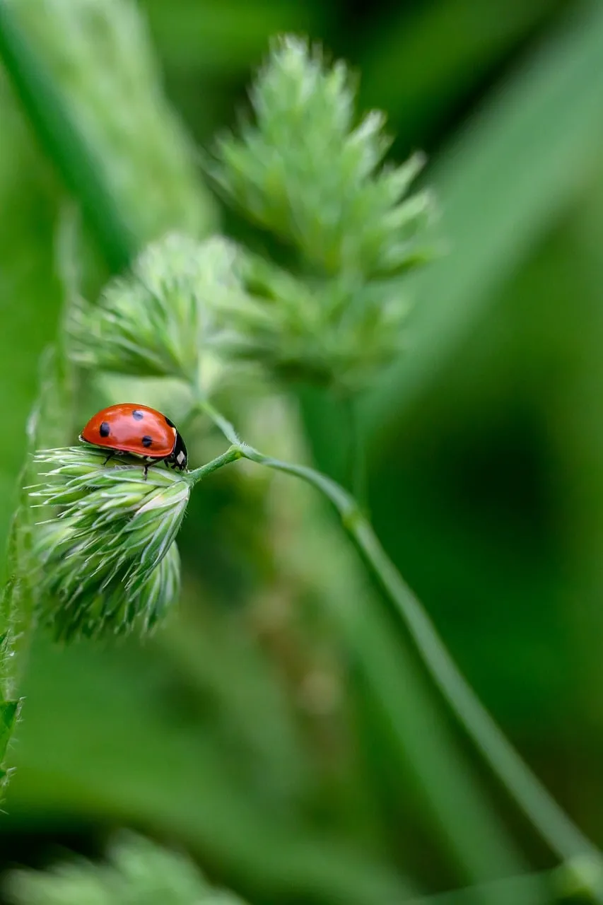 Vibrant Spring Macro: Ladybug on Green Grass