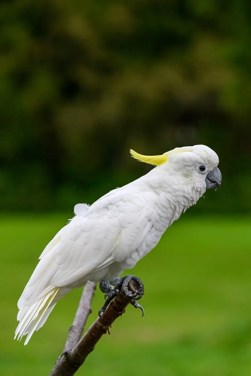 Majestic Sulphur-crested Cockatoo Perched on Branch