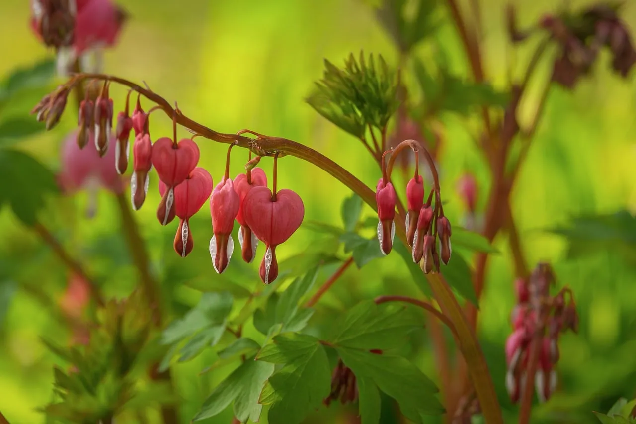 Enchanting Bleeding Hearts: Delicate Pink Blooms of Spring