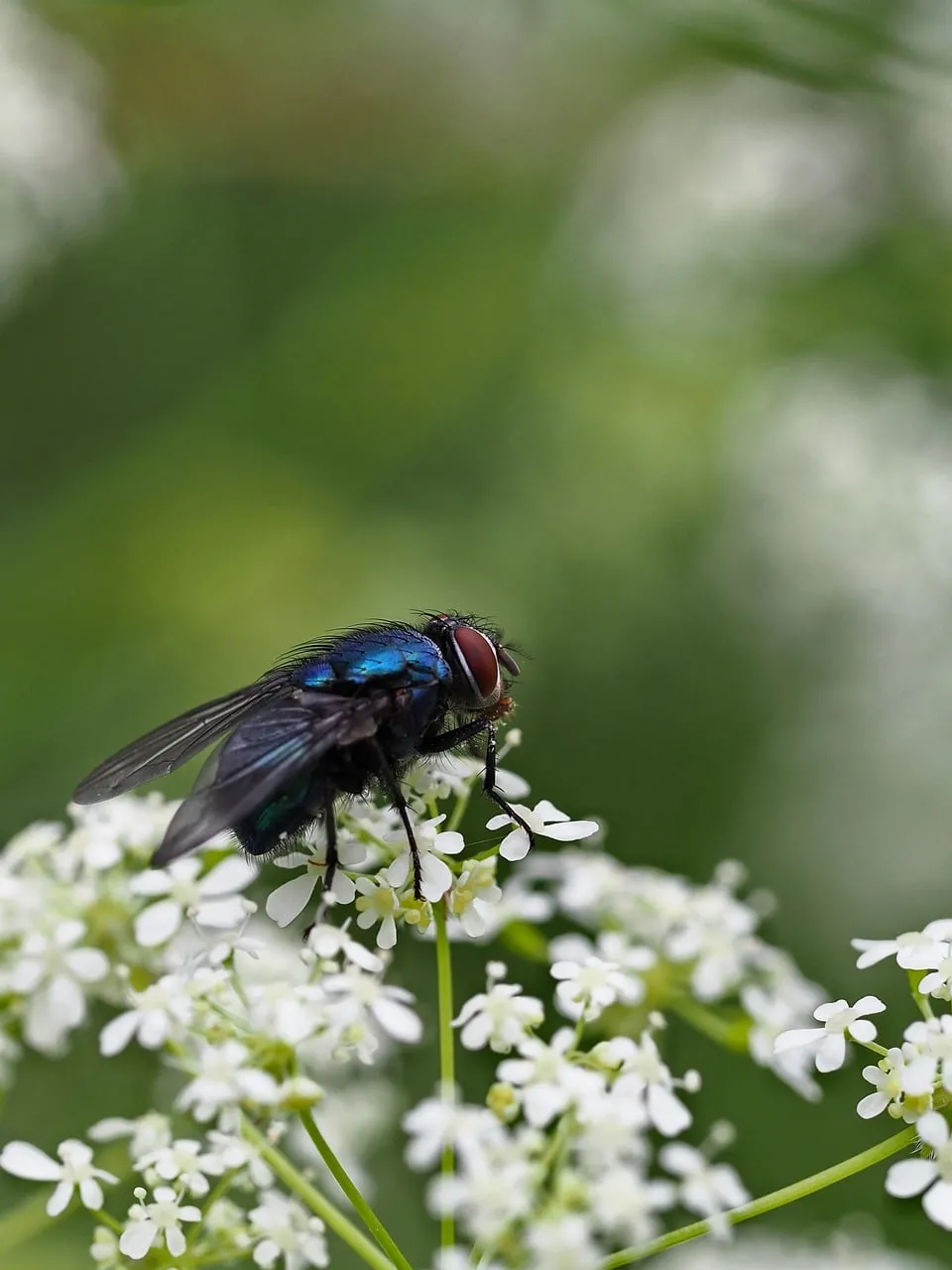 Vibrant Macro: Jewel-Toned Fly on Delicate White Blooms