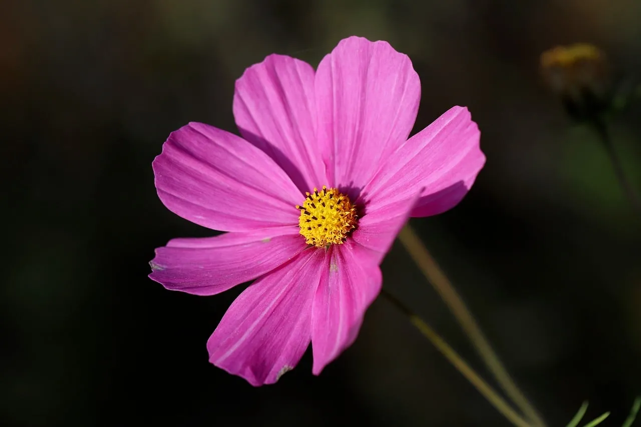 Vibrant Pink Cosmos: A Delicate Bloom of Summer