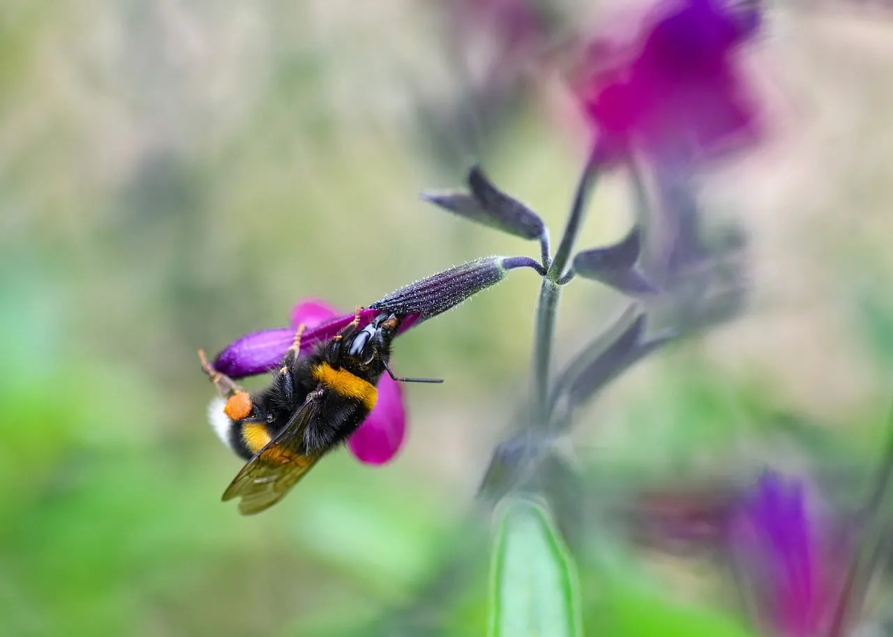 Vibrant Bumblebee's Nectar Quest on Purple Sage Blossom