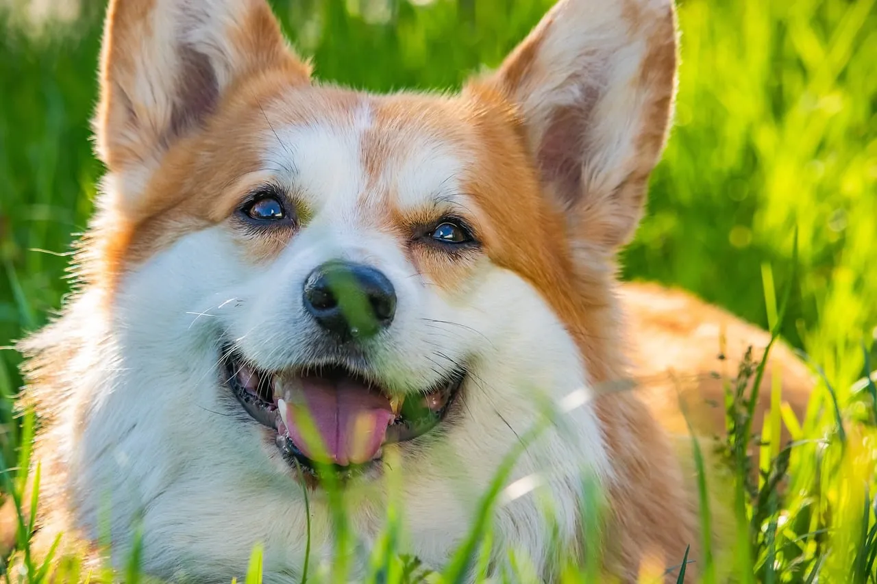 Adorable Corgi's Joyful Smile in Lush Green Grass