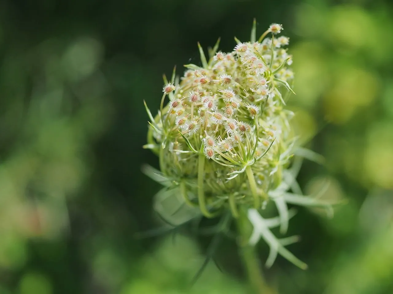 Enchanting Wild Carrot Bloom: Summer's Delicate Embrace