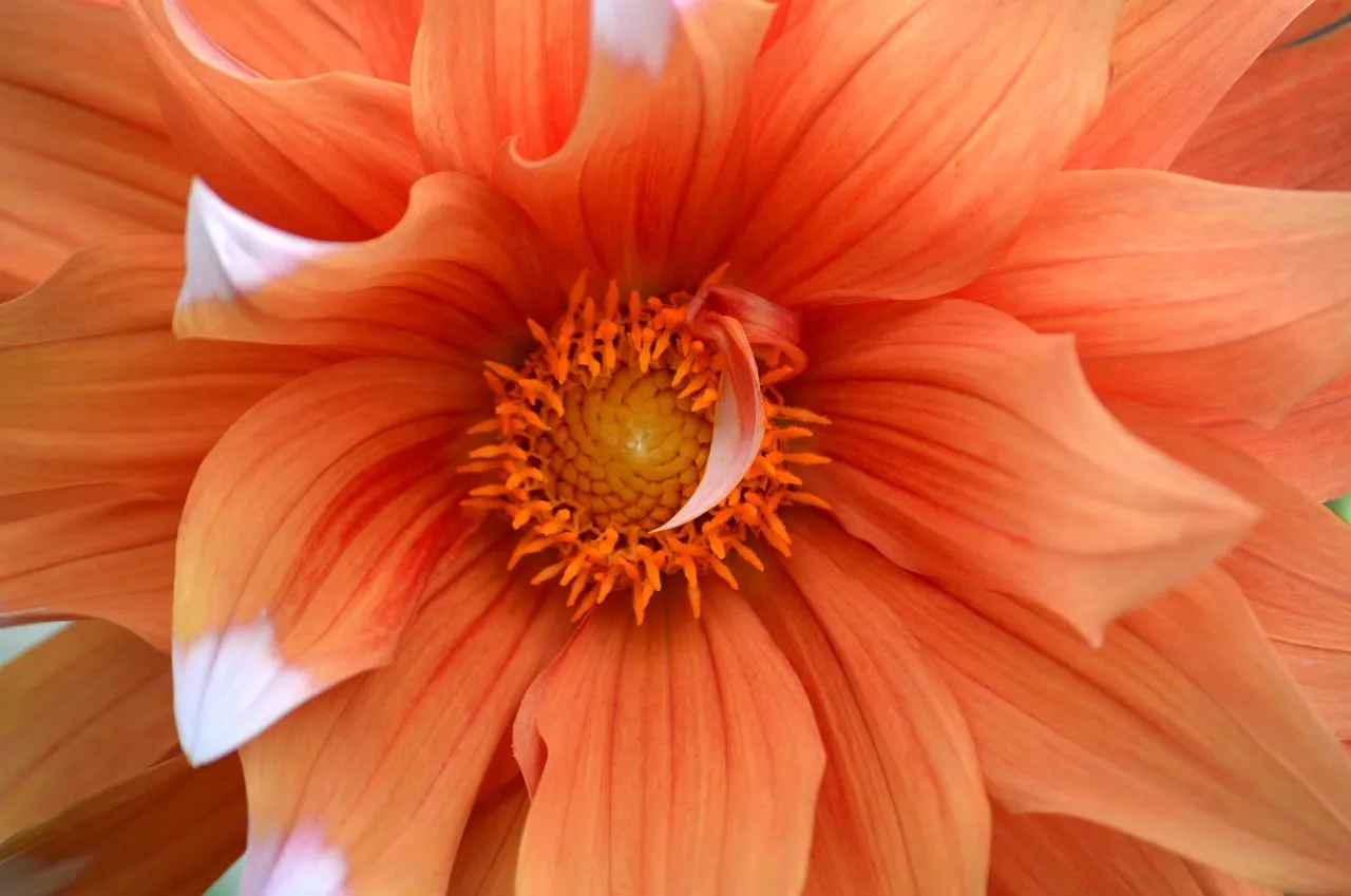 Vibrant Dahlia: A Close-Up of Nature's Orange Bloom