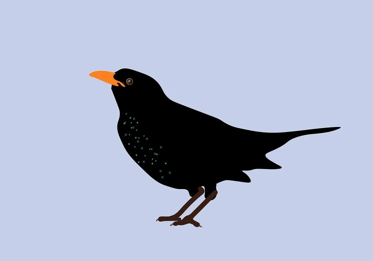 Minimalist Blackbird Illustration with Striking Orange Beak