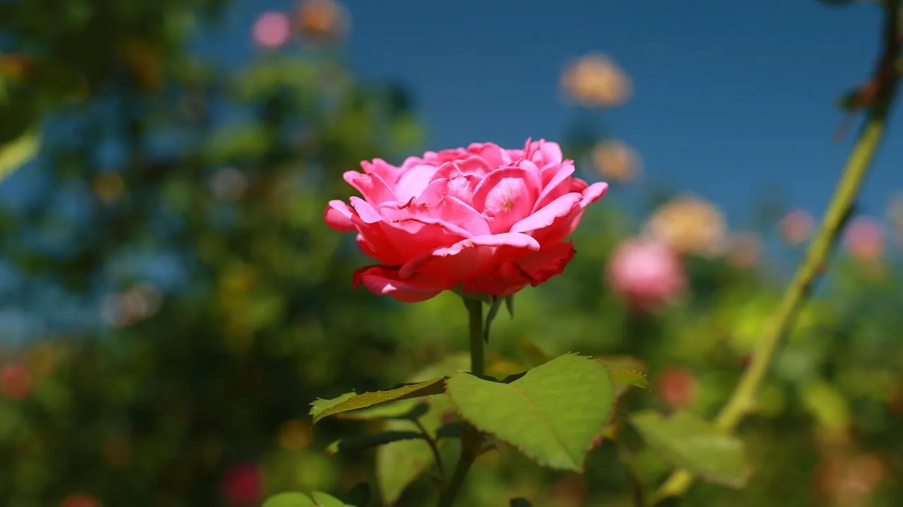 Vibrant Pink Rose: A Garden's Blooming Jewel