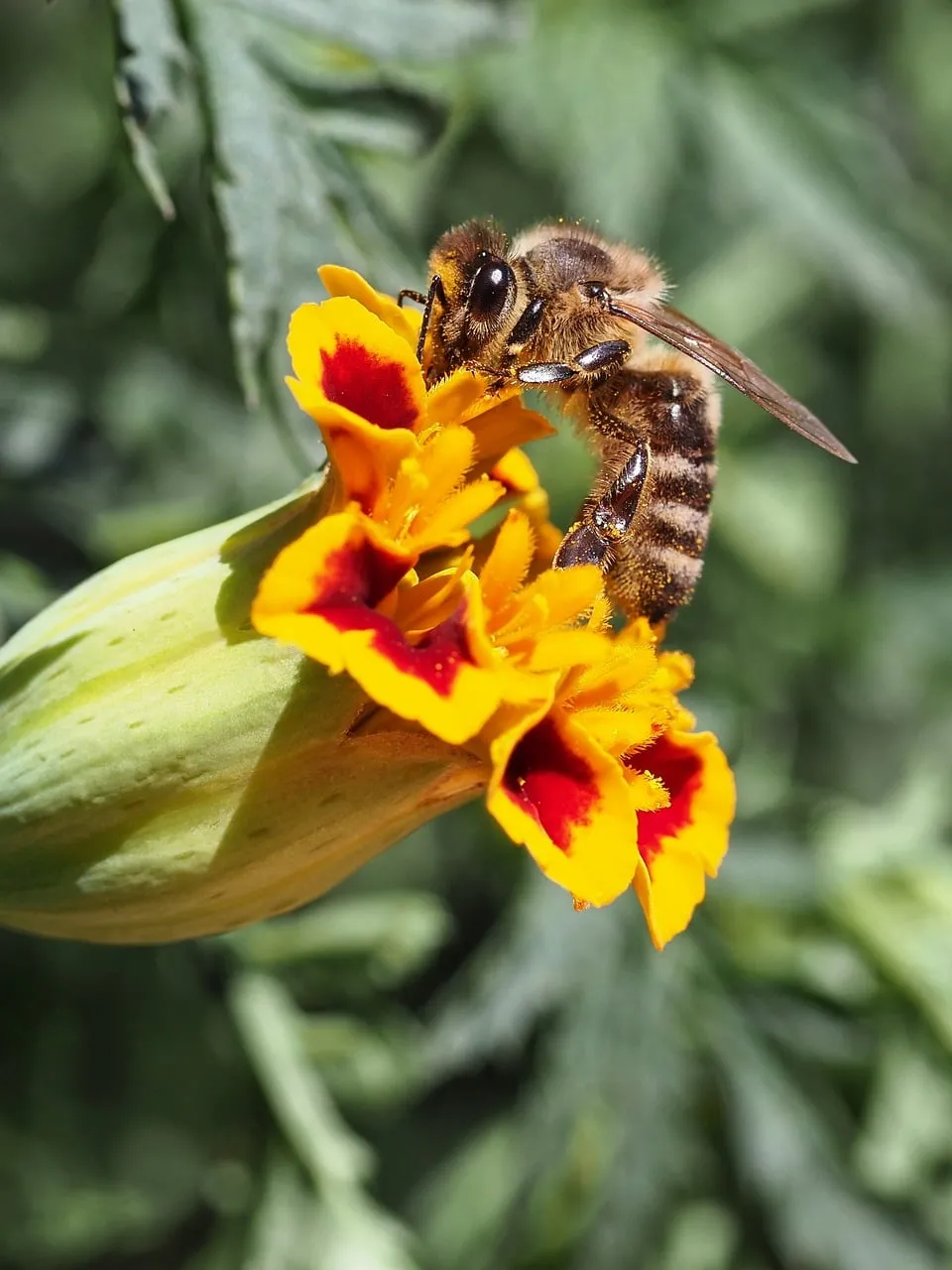 Vibrant Macro: Honey Bee Pollinating a Brilliant Marigold