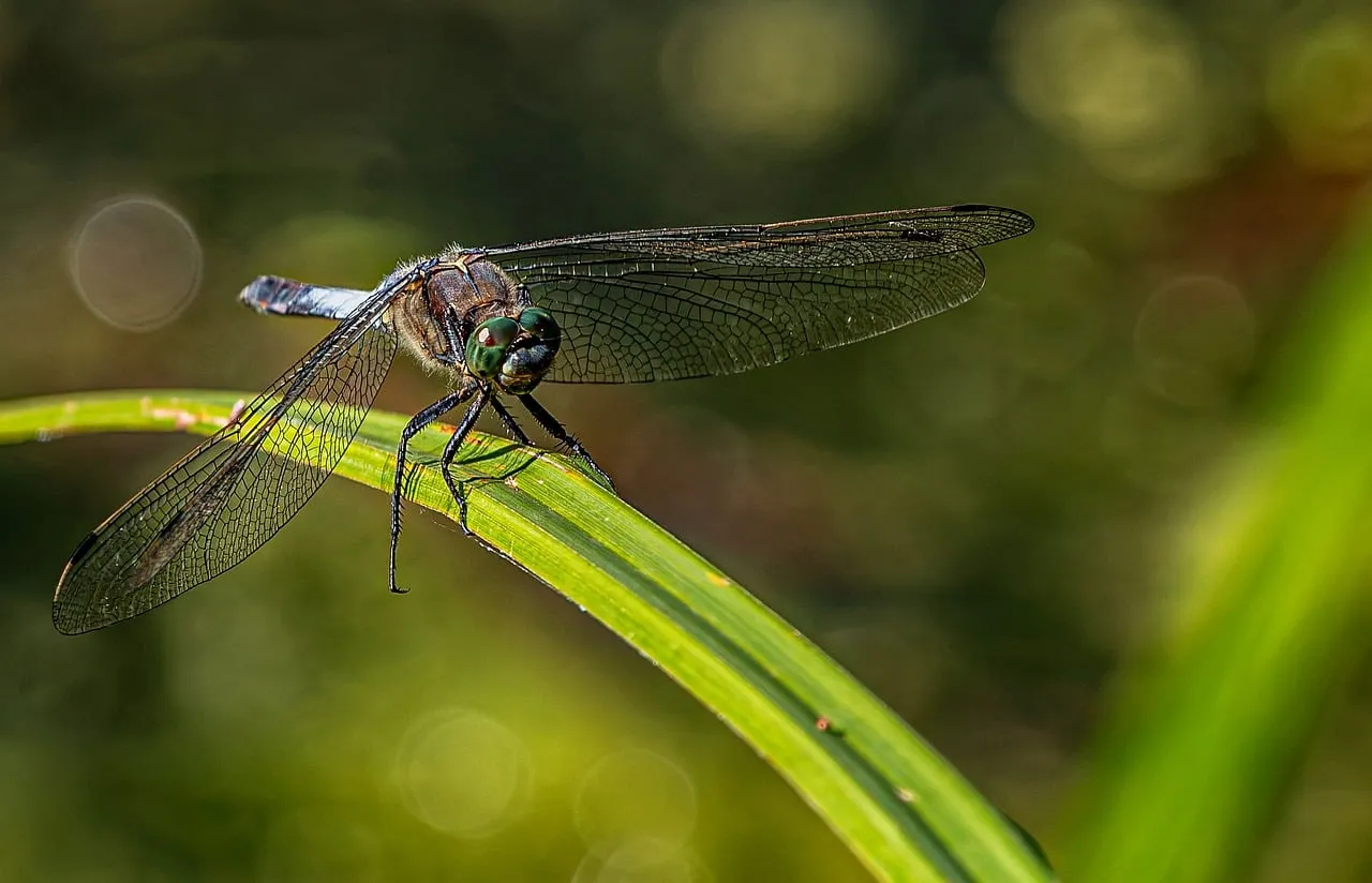 Stunning Dragonfly Macro: Nature's Delicate Predator