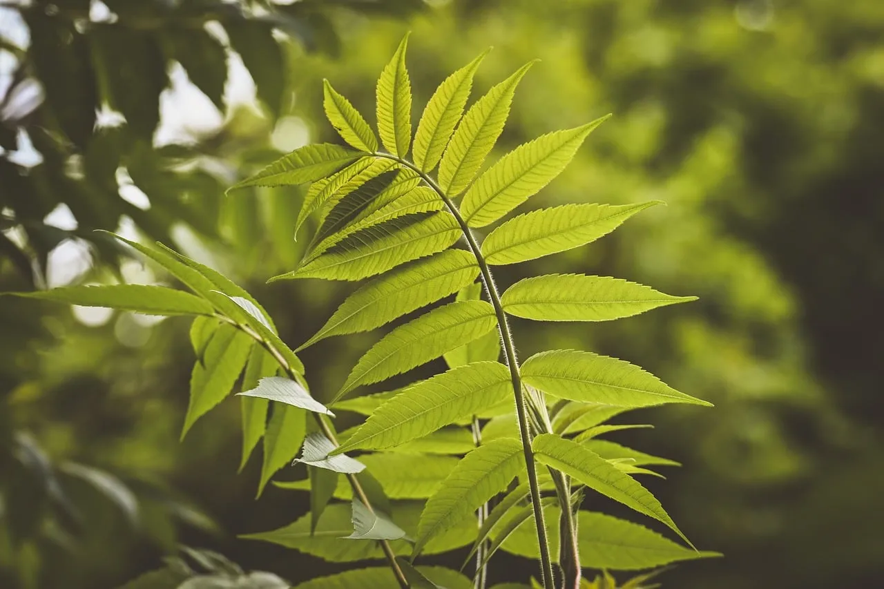 Vibrant Green Foliage: Nature's Refreshing Serenity