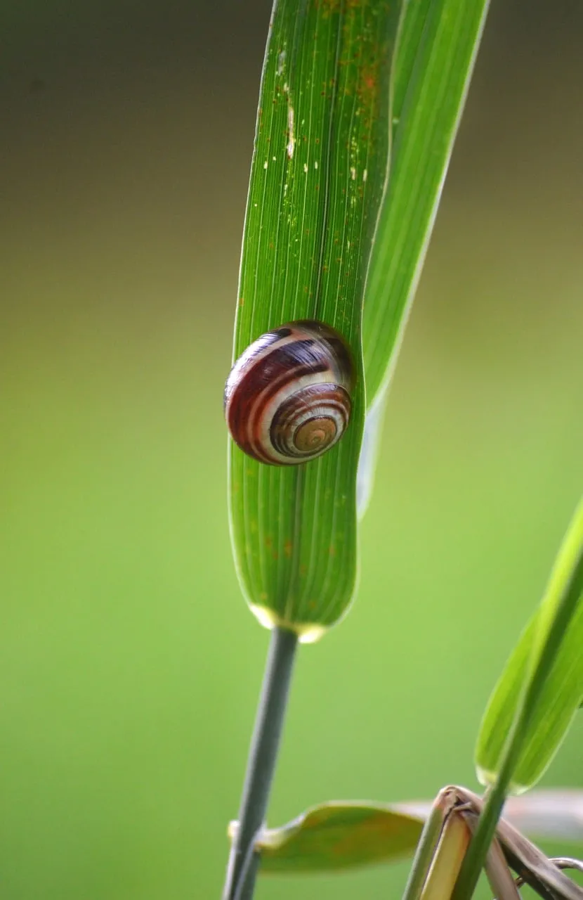 Vibrant Macro: Snail's Spiral Shell on Green Leaf