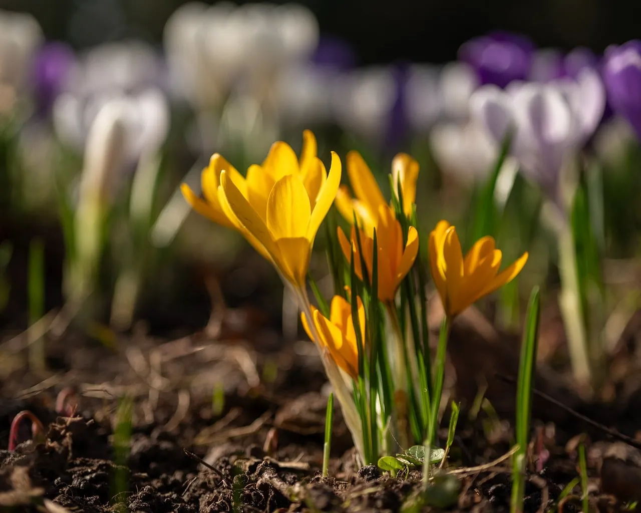 Vibrant Yellow Crocuses: Harbingers of Spring's Golden Glow