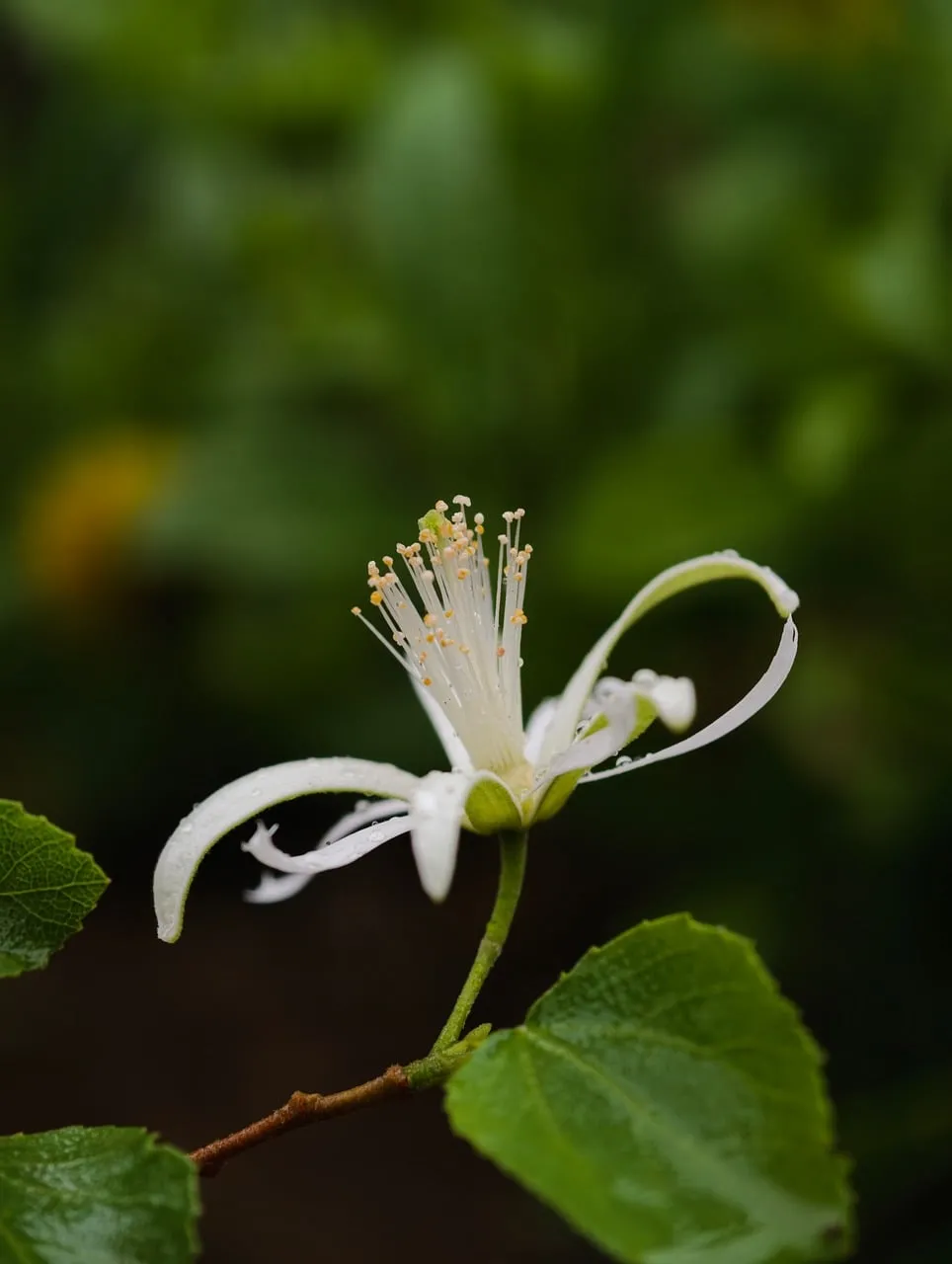 Delicate White Bloom: A Macro Symphony of Nature