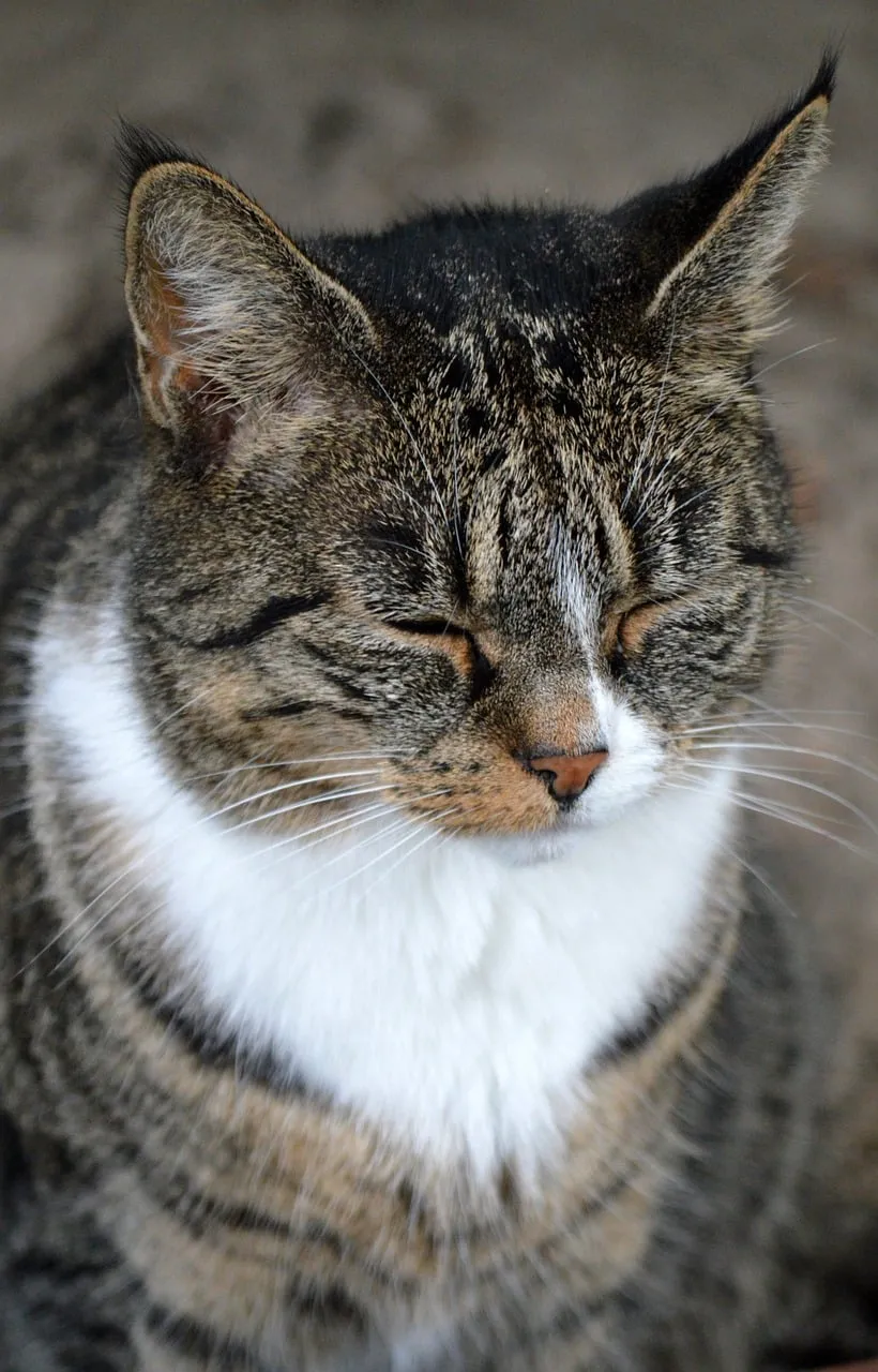 Serene Tabby Cat Portrait: Whisker-Perfect Relaxation