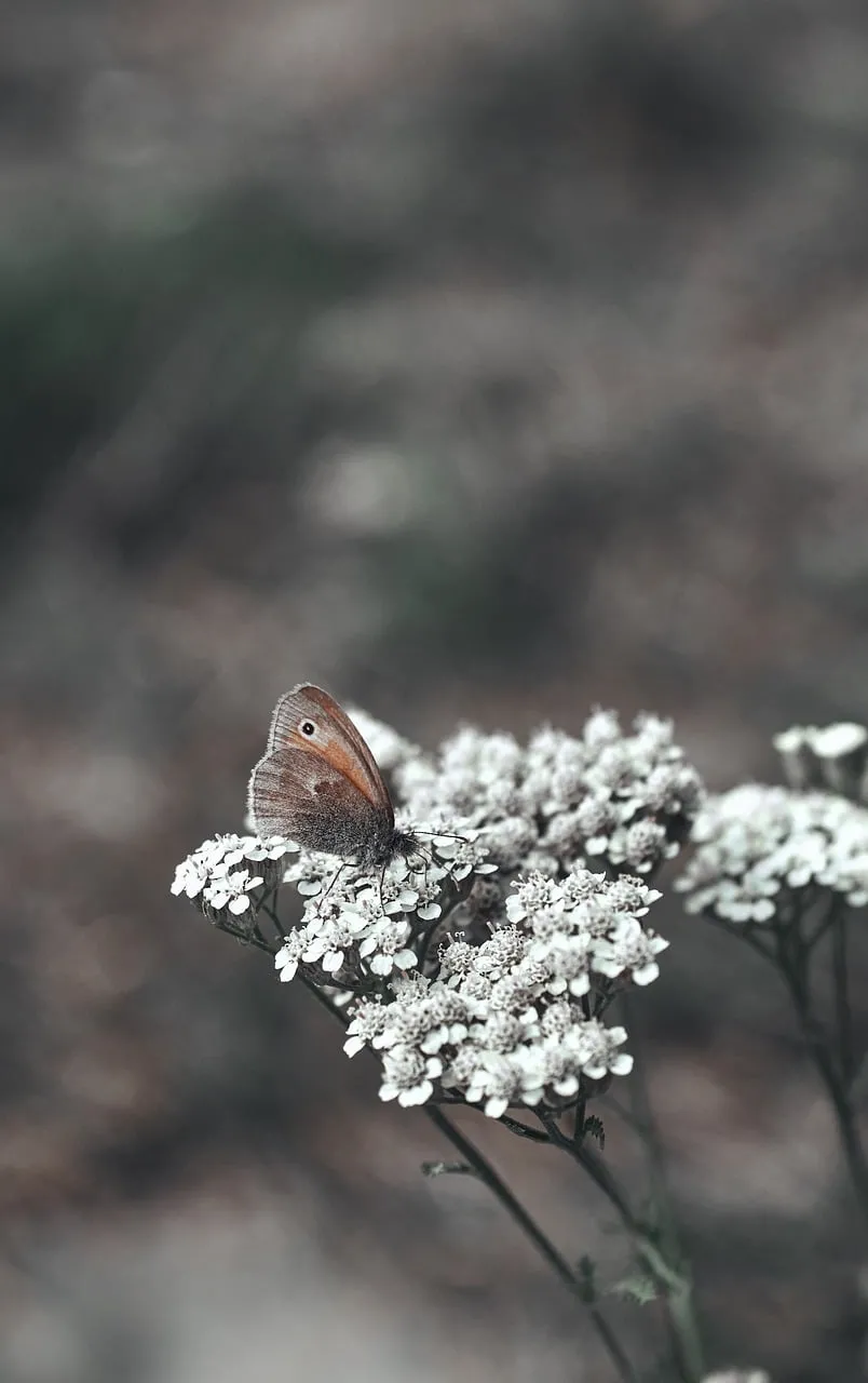 Ephemeral Beauty: Butterfly on Delicate Autumn Yarrow