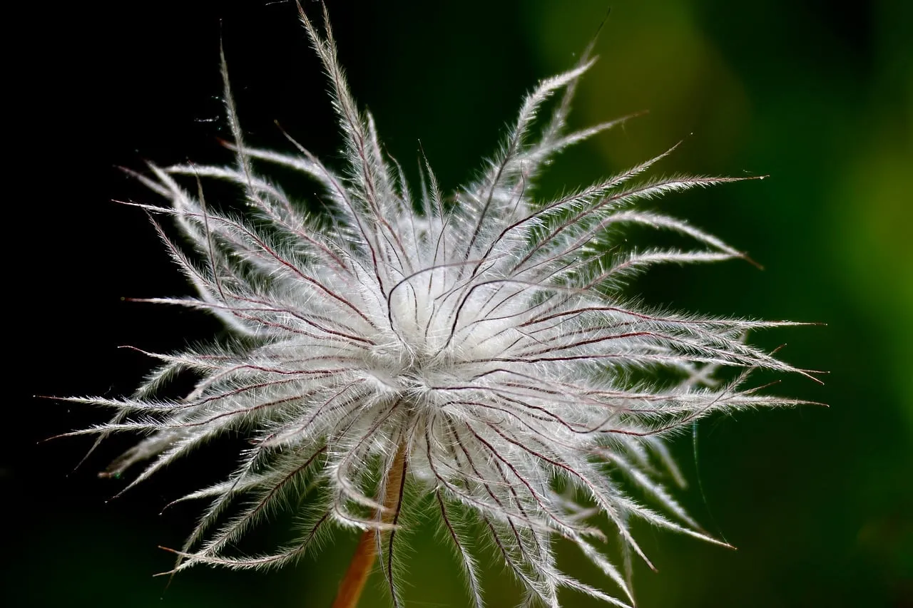 Enchanting Backlit Seed Head: Nature's Delicate Art