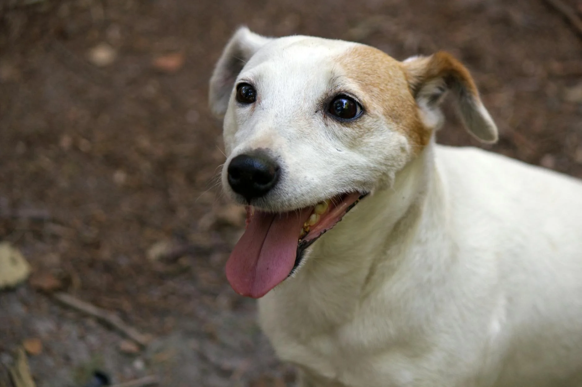 Joyful Jack Russell Terrier: Tongue Out, Loving the Outdoors