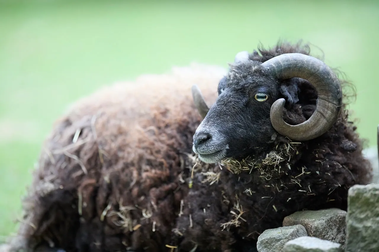 Majestic Black Ram: Serene Farm Life in Nature's Embrace