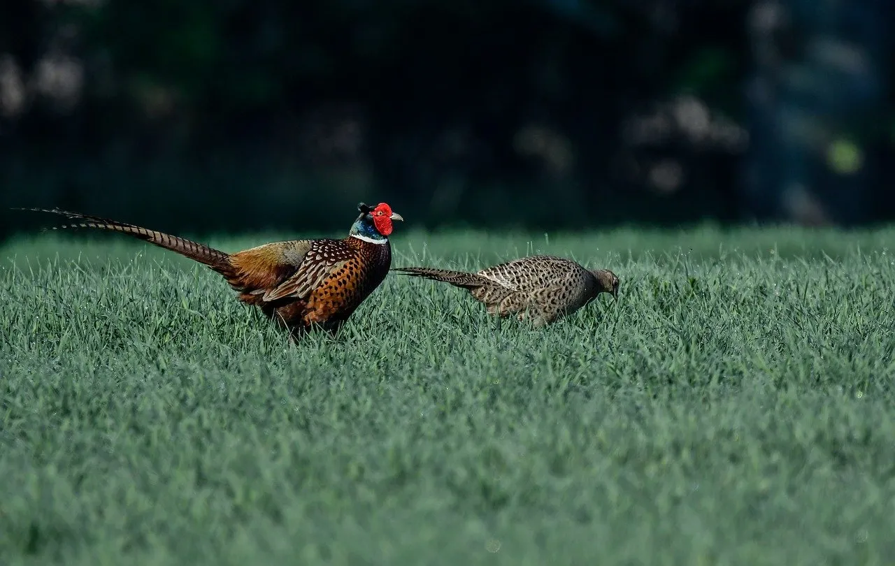 Vibrant Pheasants: A Striking Pair in Lush Spring Grass