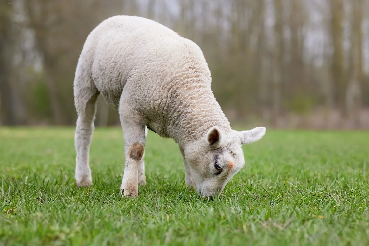 Adorable Lamb Grazing in Lush Spring Pasture