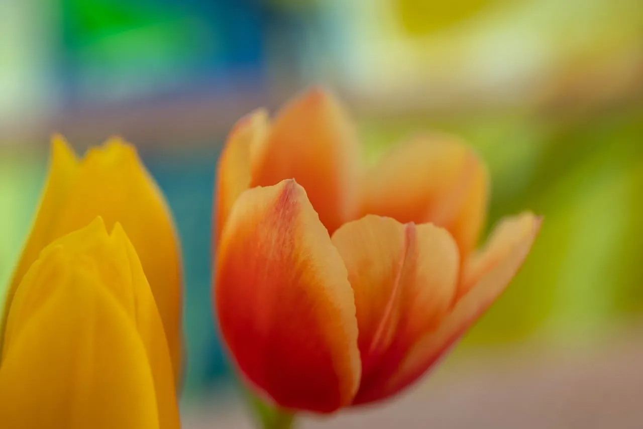 Vibrant Spring Tulips: A Burst of Macro Color