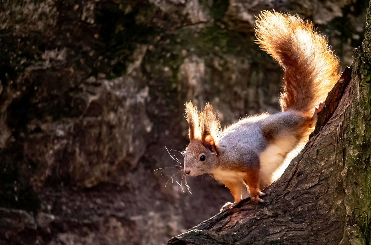 Stunning Red Squirrel: A Glimmering Wildlife Encounter in Nature