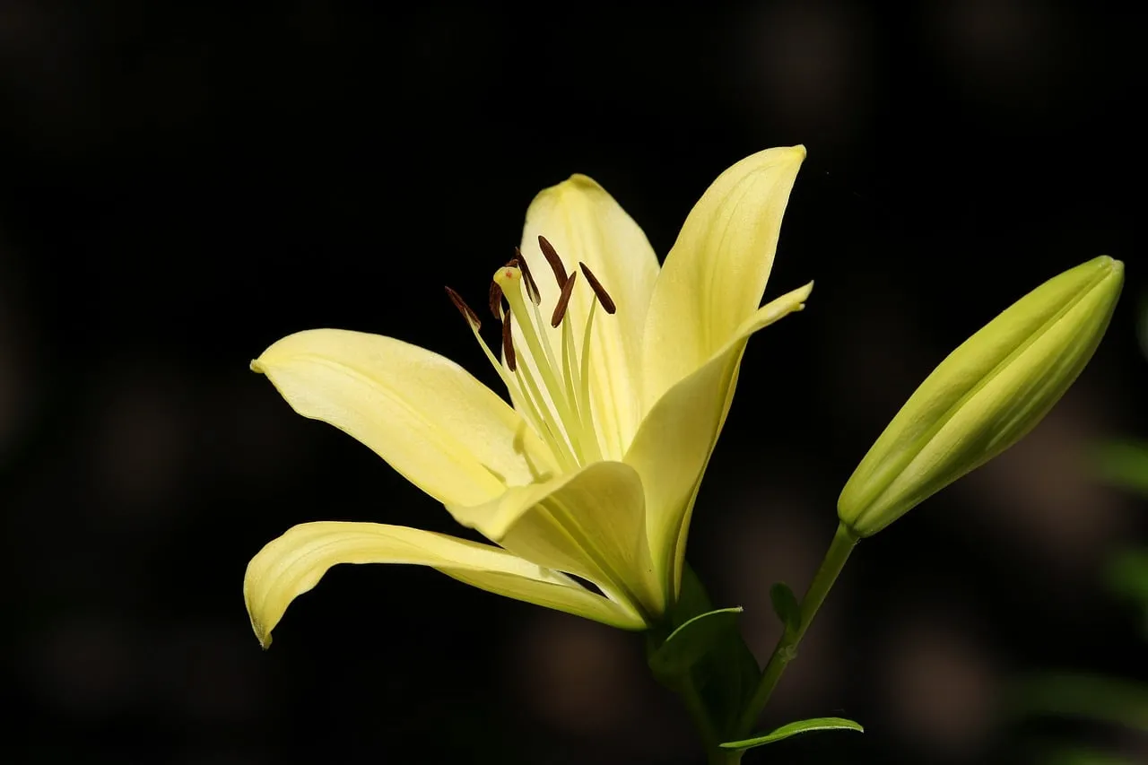 Vibrant Yellow Lily Bloom with Bud