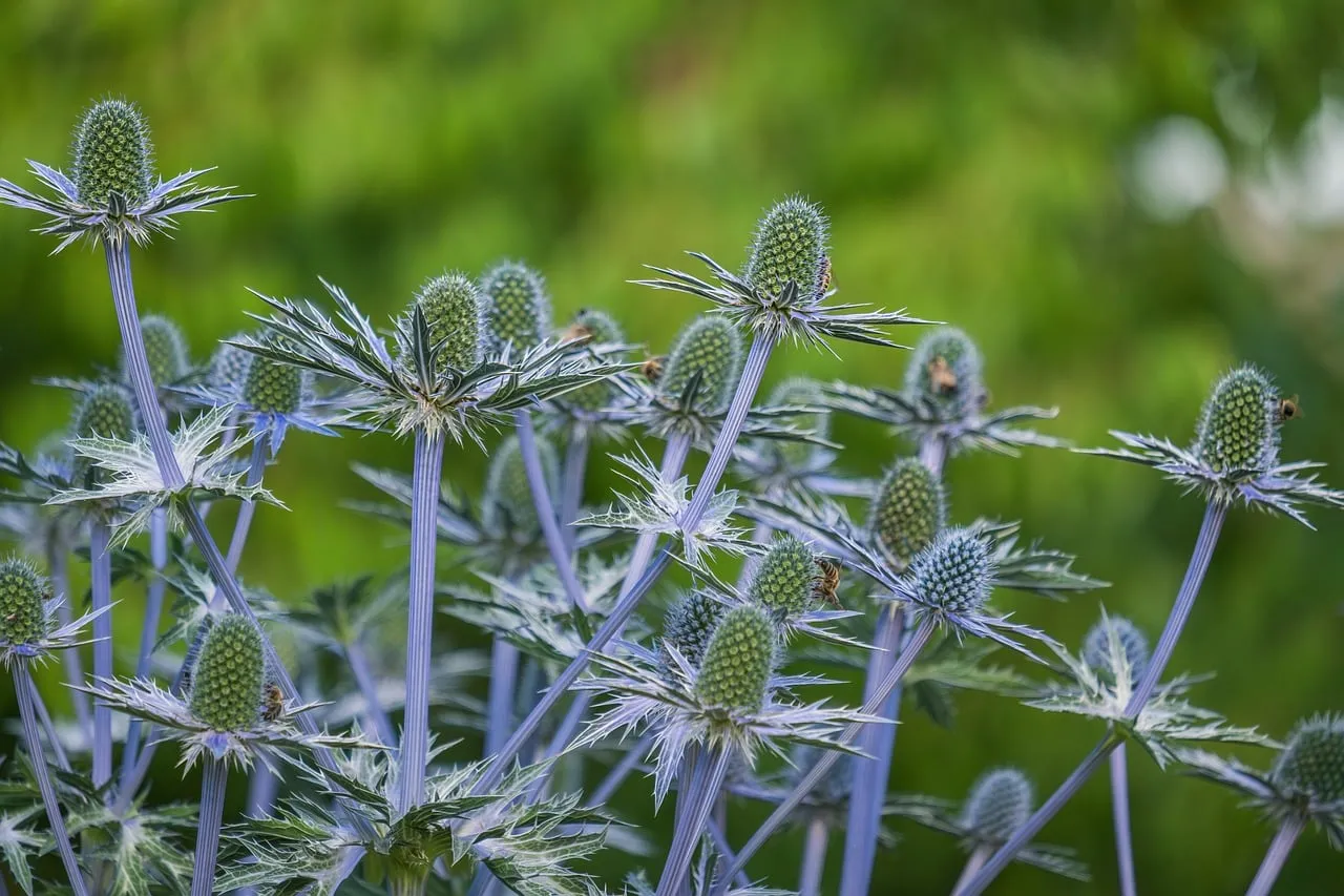 Enchanting Blue Thistle: Nature's Prickly Perfection
