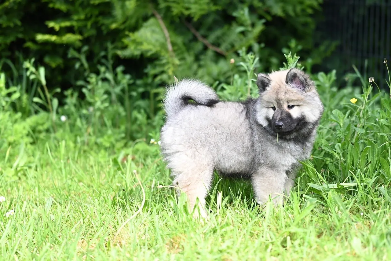 Adorable Fluffy Keeshond Puppy Playing in Sunny Garden
