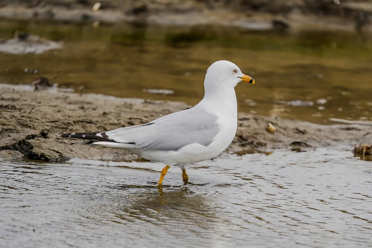 Graceful Gull Wading: A Coastal Serenity