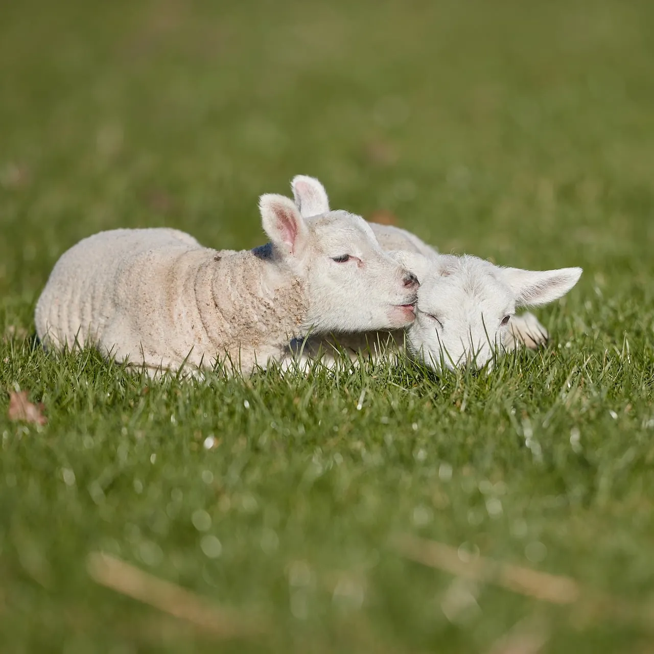 Tender Affection: Adorable Lambs Kissing in Spring Meadow