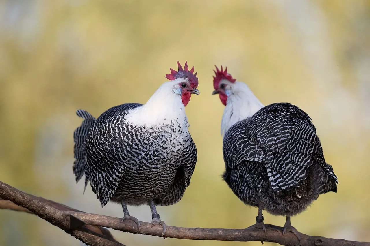 Stunning Braekel Pair Perched: Elegant Striped Chickens
