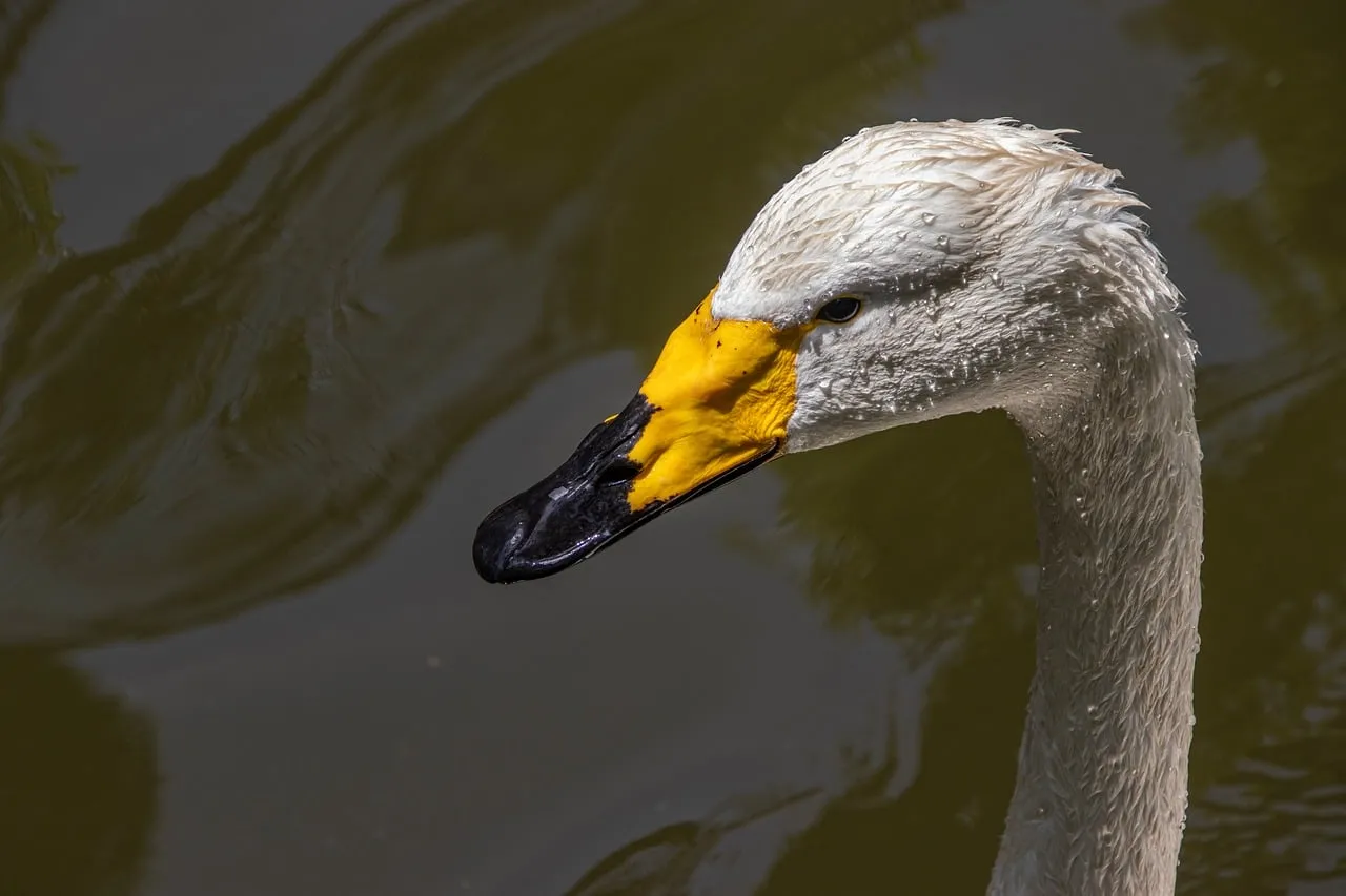 Majestic White Swan: A Vision of Grace on Water