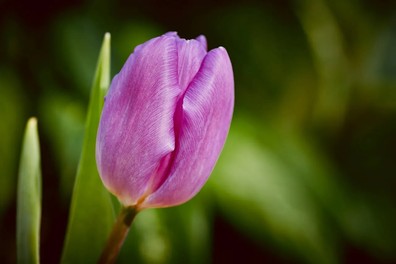 Vibrant Pink Tulip Bloom: Nature's Delicate Elegance
