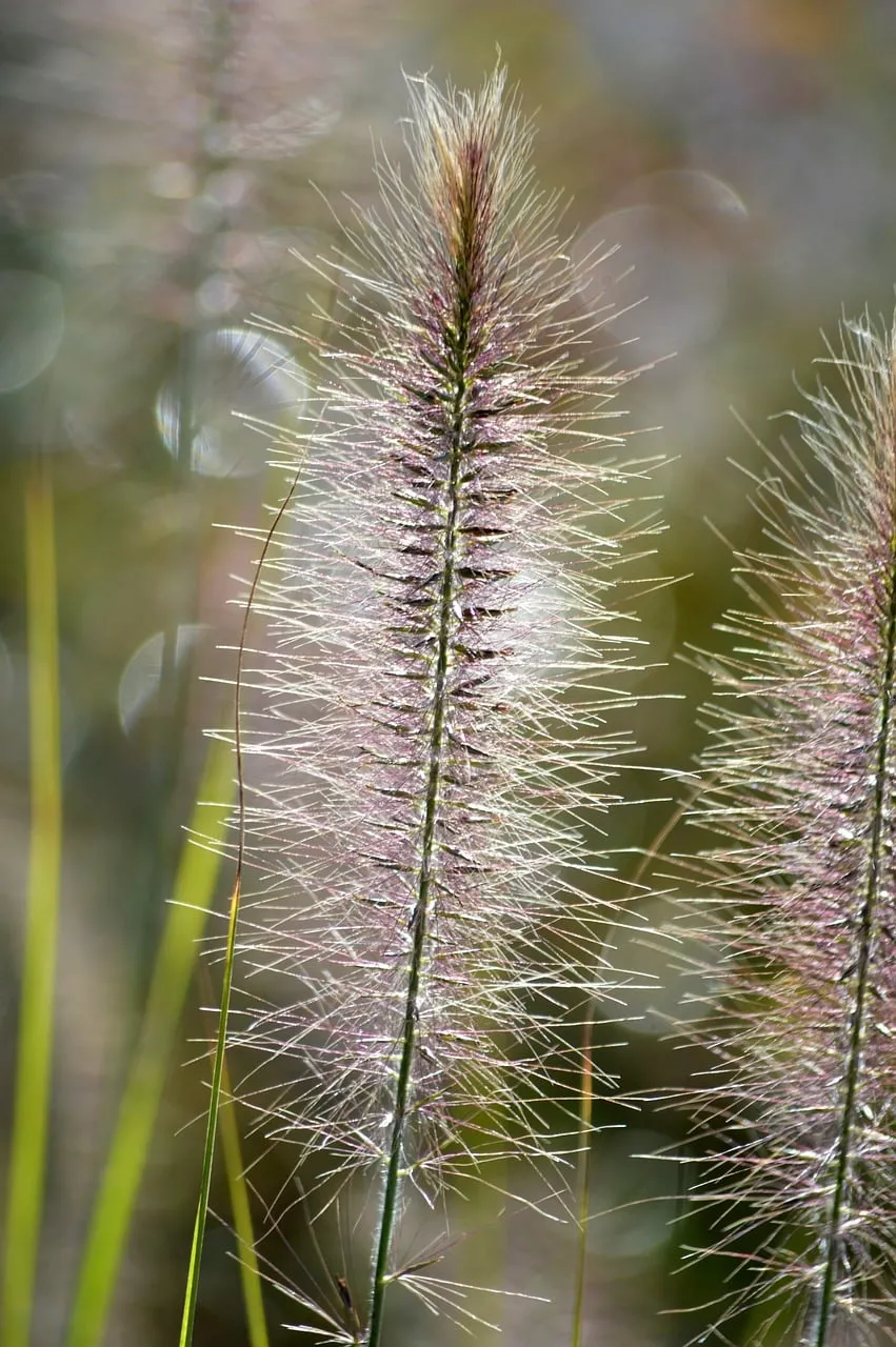 Enchanting Backlit Pennisetum: Fluffy Grass in Golden Light