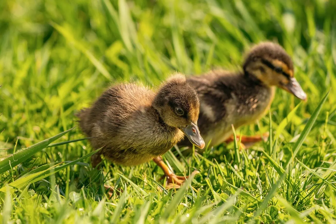 Adorable Duo: Fluffy Ducklings Explore Sunny Spring Grass