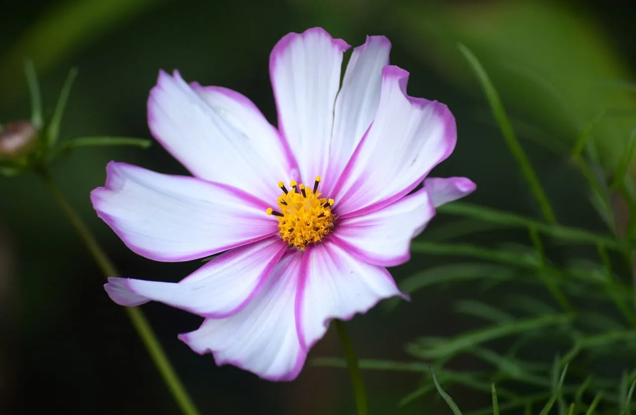 Vibrant Cosmos: Pink & White Summer Flower Close-up