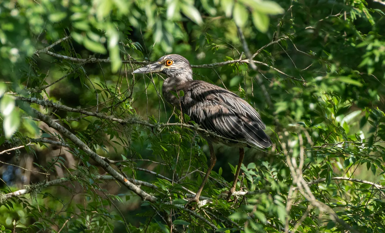 Vibrant Yellow-Crowned Night Heron Blends with Lush Green Foliage