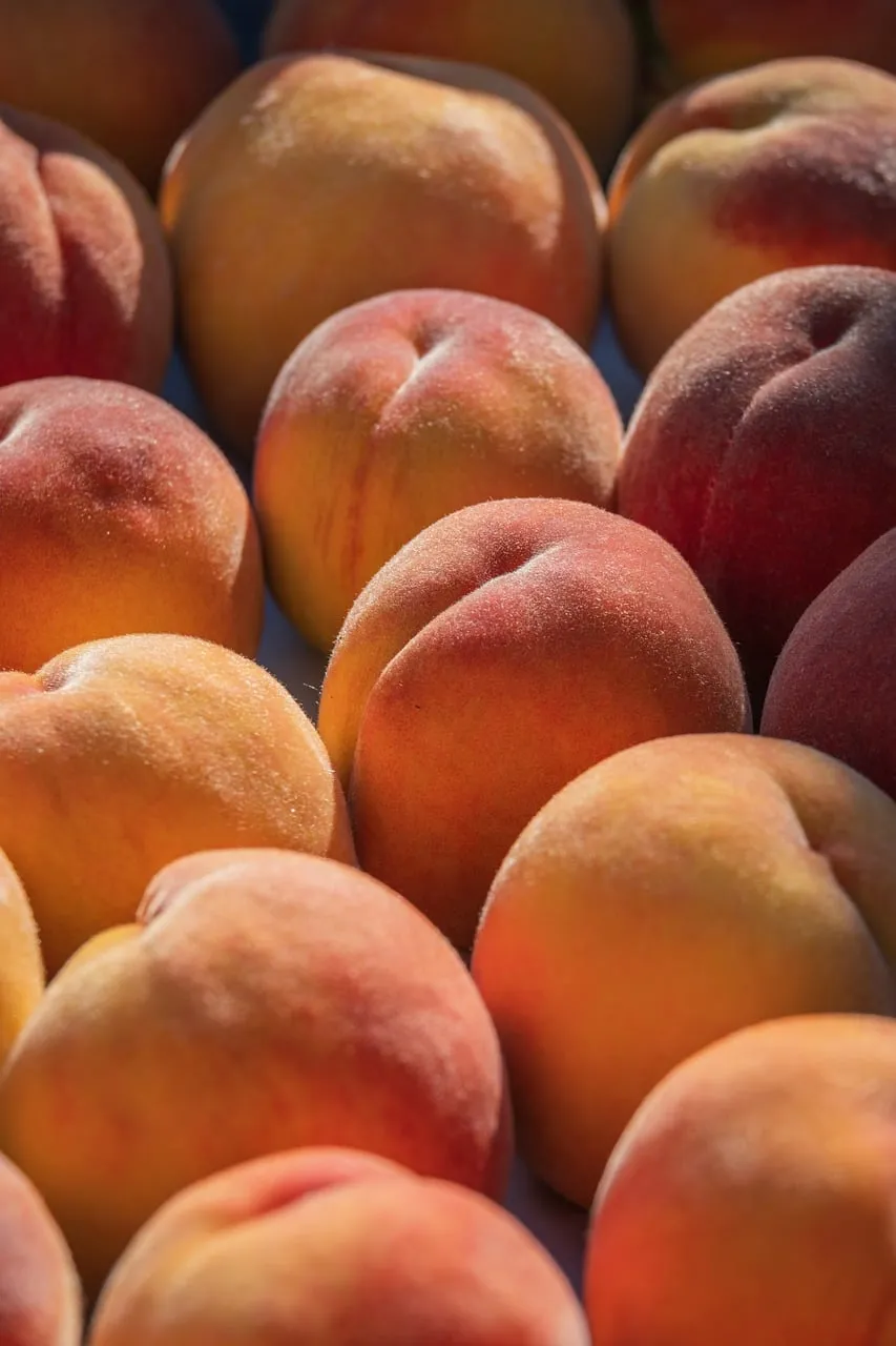 Sun-Kissed Harvest: Ripe Peaches in Abundance