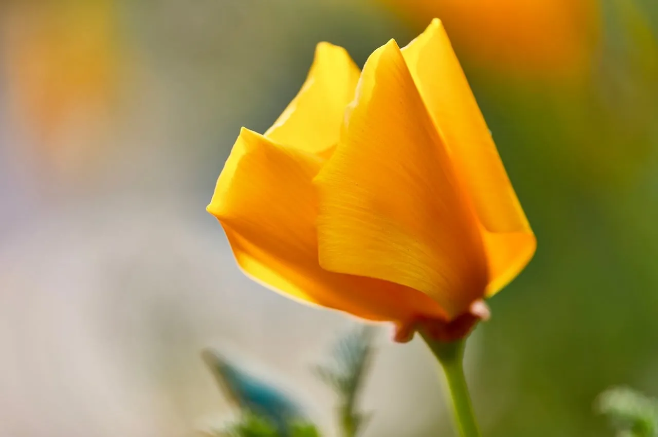 Glistening California Poppy: Delicate Spring Blossom Macro
