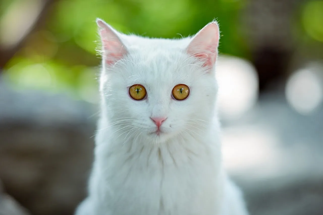 Enchanting White Cat with Golden Eyes, HD Desktop Wallpaper