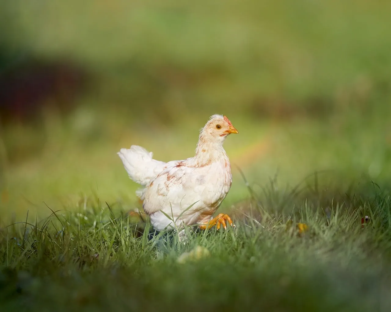 Charming Chick Roaming: A Spring Farm Delight